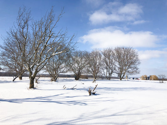 Late Winter Detox (Aromatherapy Recipes)
