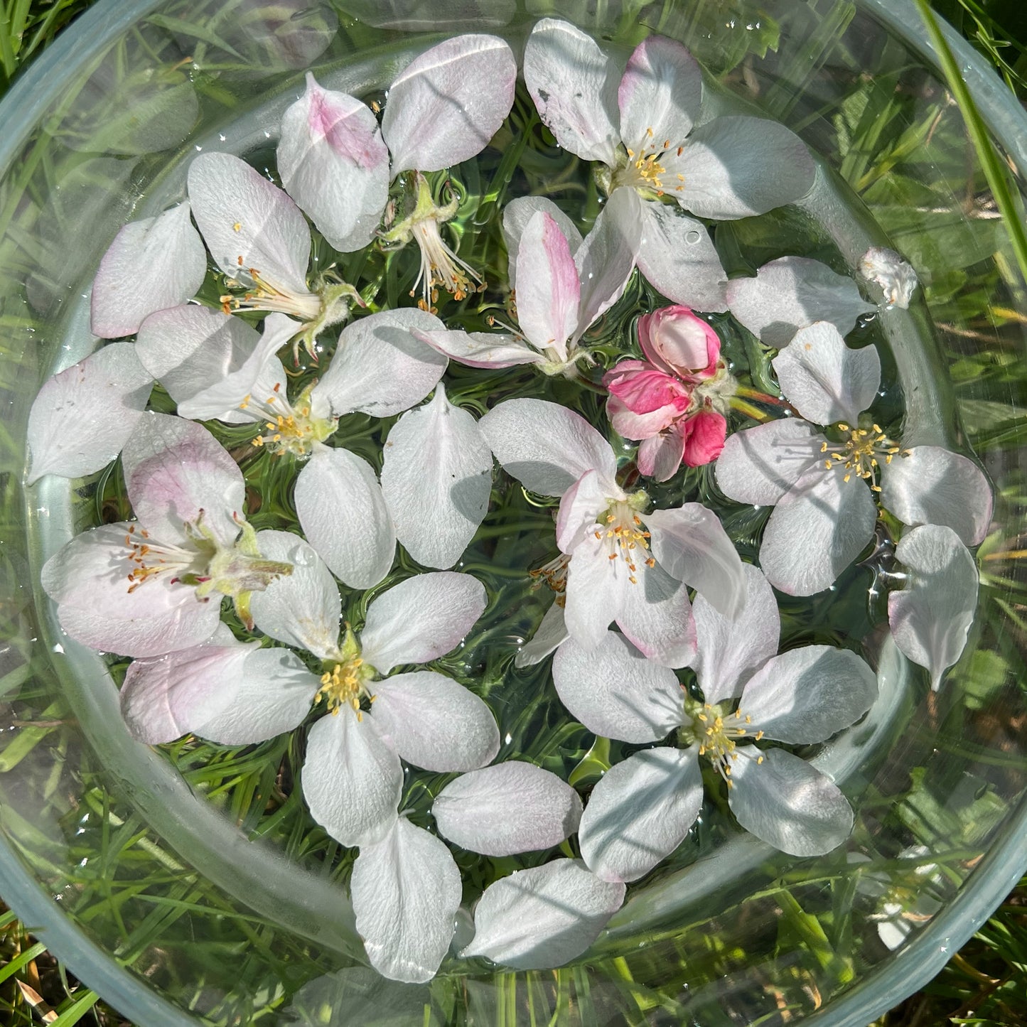 Apple Blossom Flower Essence - Apple Blossom Flower Remedy