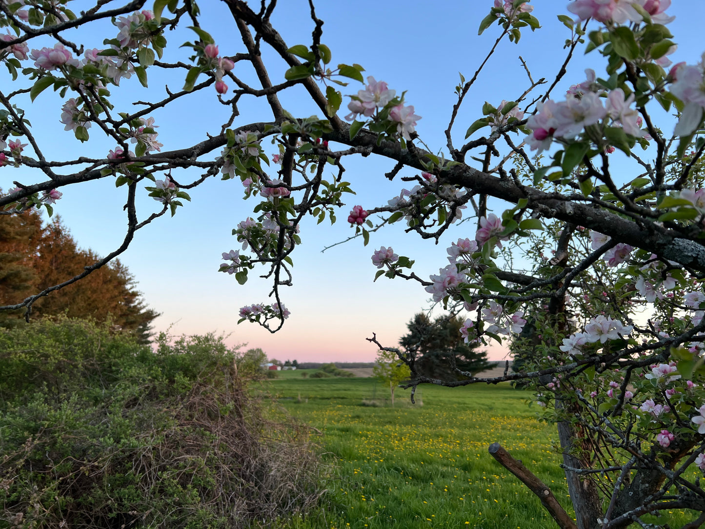 Apple Blossom Flower Essence - Apple Blossom Flower Remedy