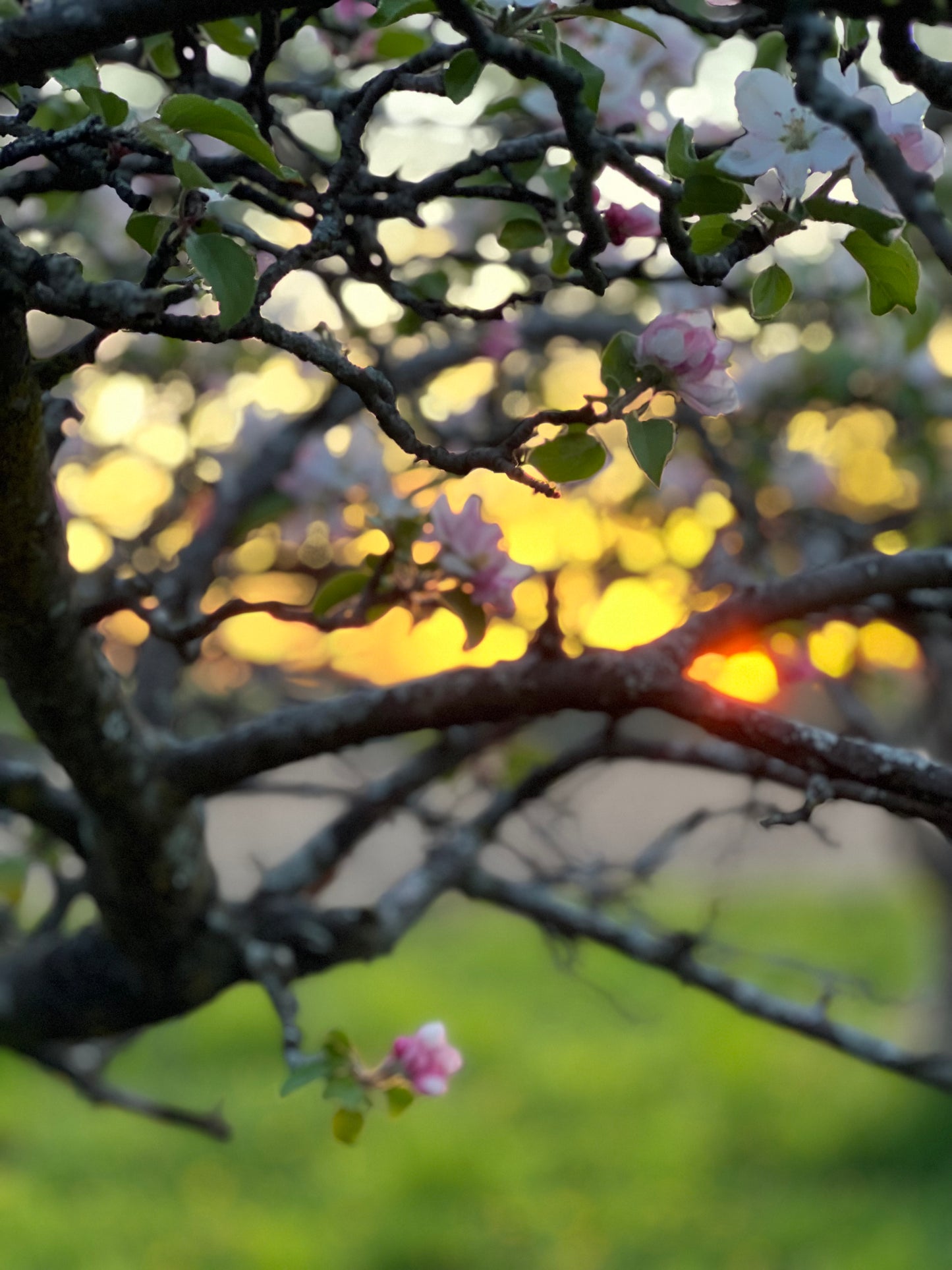 Apple Blossom Flower Essence - Apple Blossom Flower Remedy