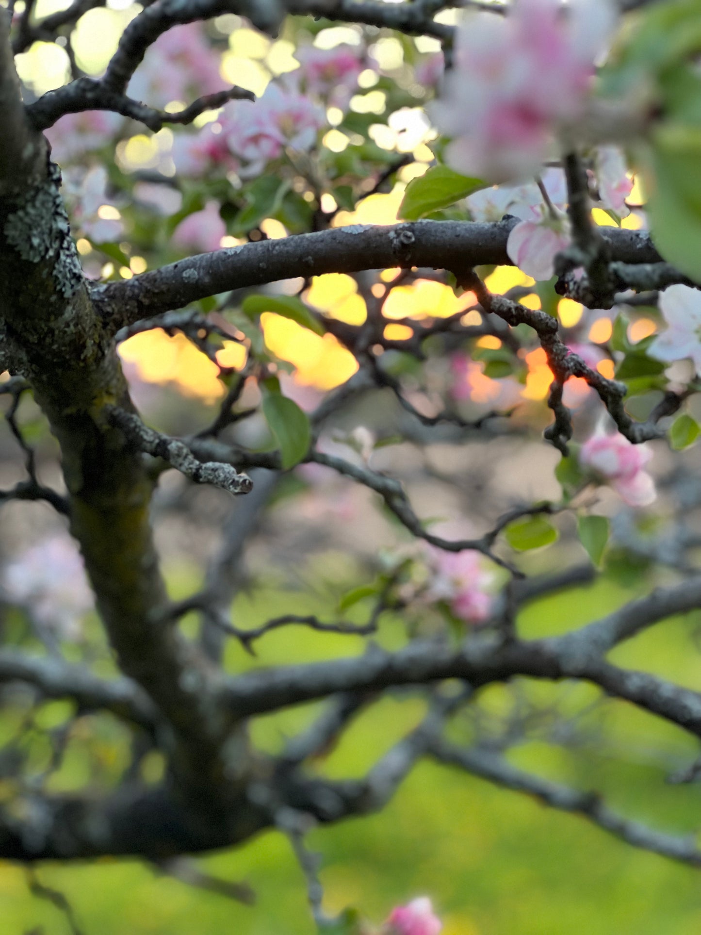 Apple Blossom Flower Essence - Apple Blossom Flower Remedy