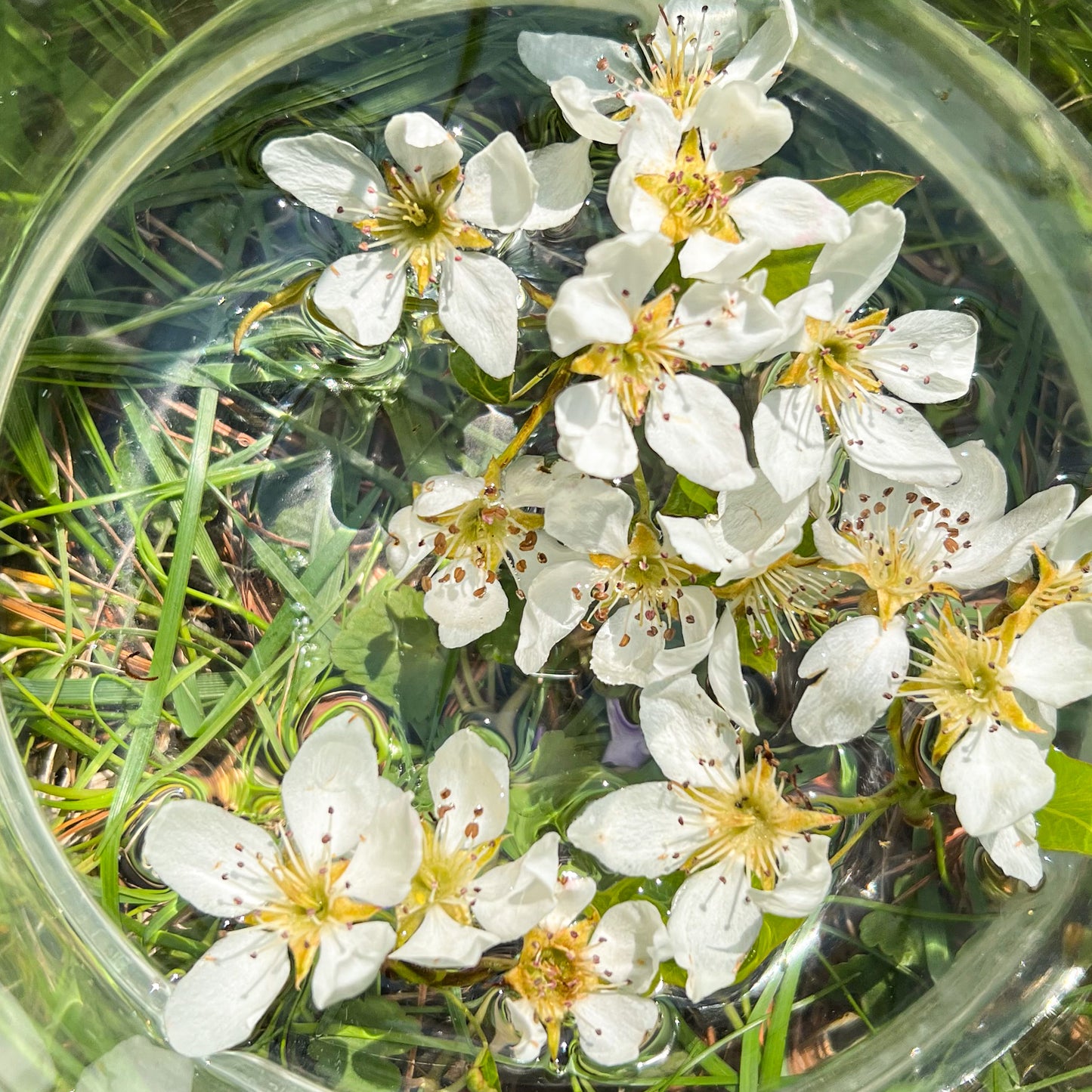 Pear Blossom Flower Essence - Pear Blossom Flower Remedy