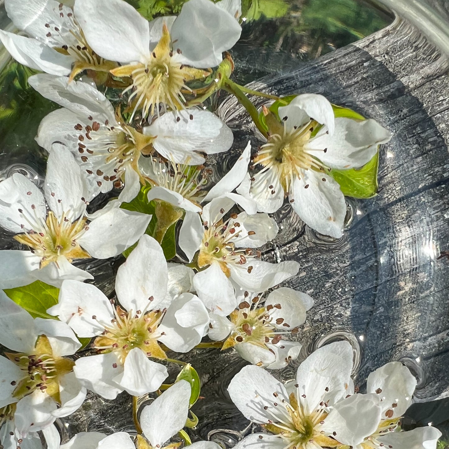 Pear Blossom Flower Essence - Pear Blossom Flower Remedy