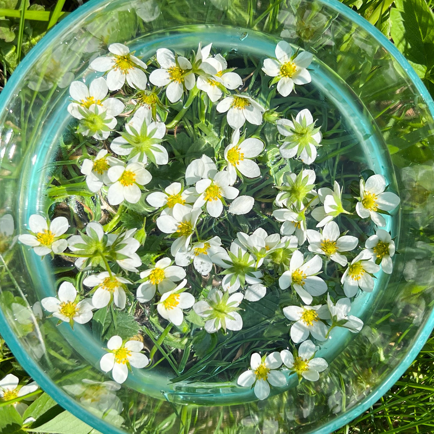 Wild Strawberry Flower Essence - Wild Strawberry Flower Remedy