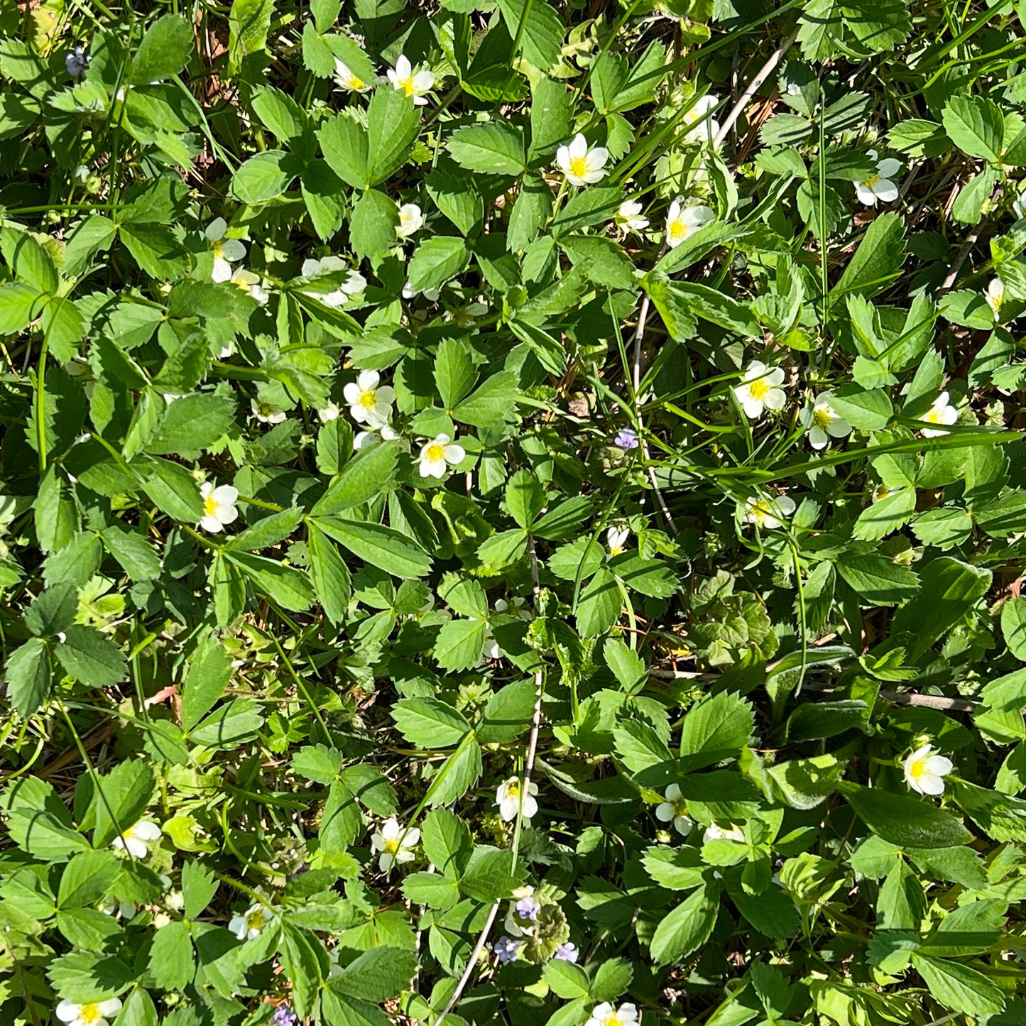 Wild Strawberry Flower Essence - Wild Strawberry Flower Remedy