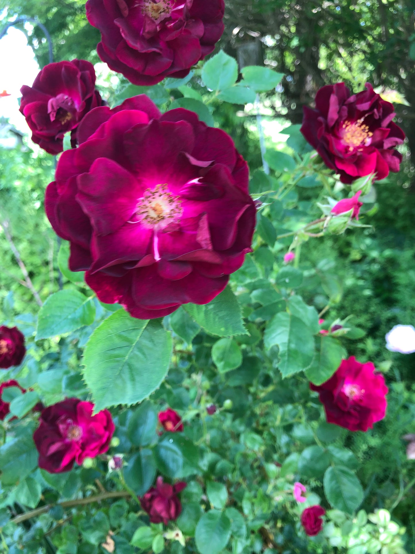 Rose Flower Essence - Rose Flower Remedy - 4th Chakra Support - Heart Chakra Support - Rose Flower Elixir - Flower Essence
