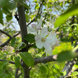 Apple Blossom Flower Essence - Apple Blossom Flower Remedy