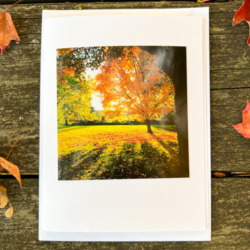 Golden Maple Tree Note Card - Blank Photography Card - Fall Greeting Card - Maple Tree Card - Blank Note Card