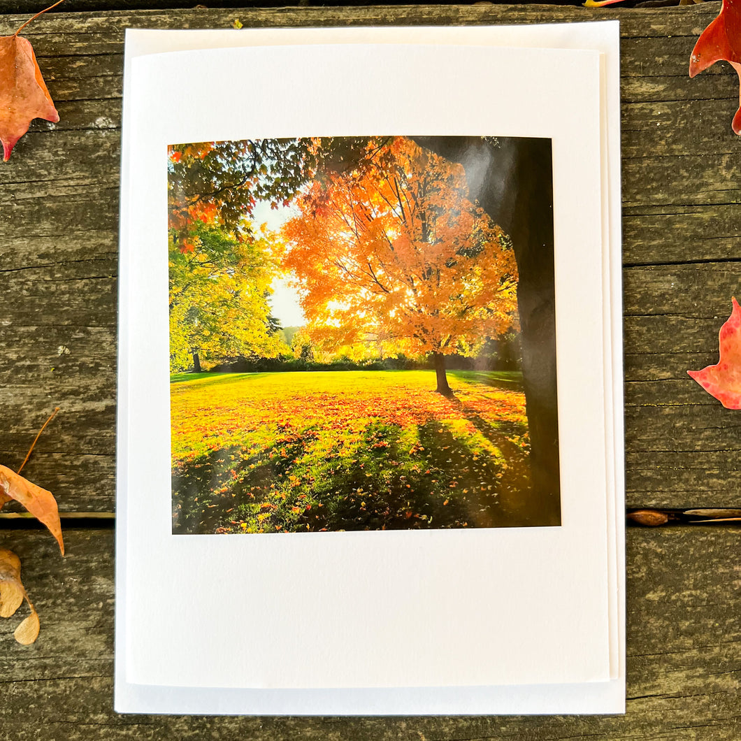 Golden Maple Tree Note Card - Blank Photography Card - Fall Greeting Card - Maple Tree Card - Blank Note Card