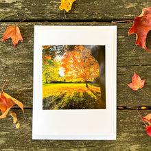Load image into Gallery viewer, Golden Maple Tree Note Card - Blank Photography Card - Fall Greeting Card - Maple Tree Card - Blank Note Card
