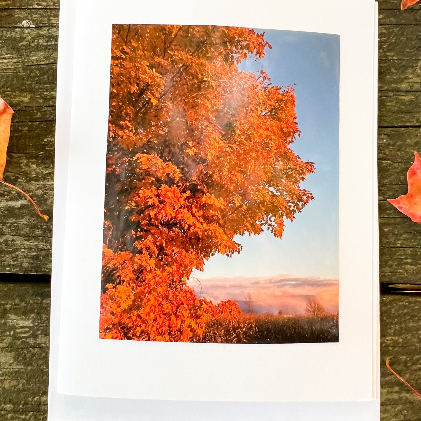 Orange Maple Note Card - Blank Photography Card - Fall Greeting Card - Maple Card - Blank Note Card