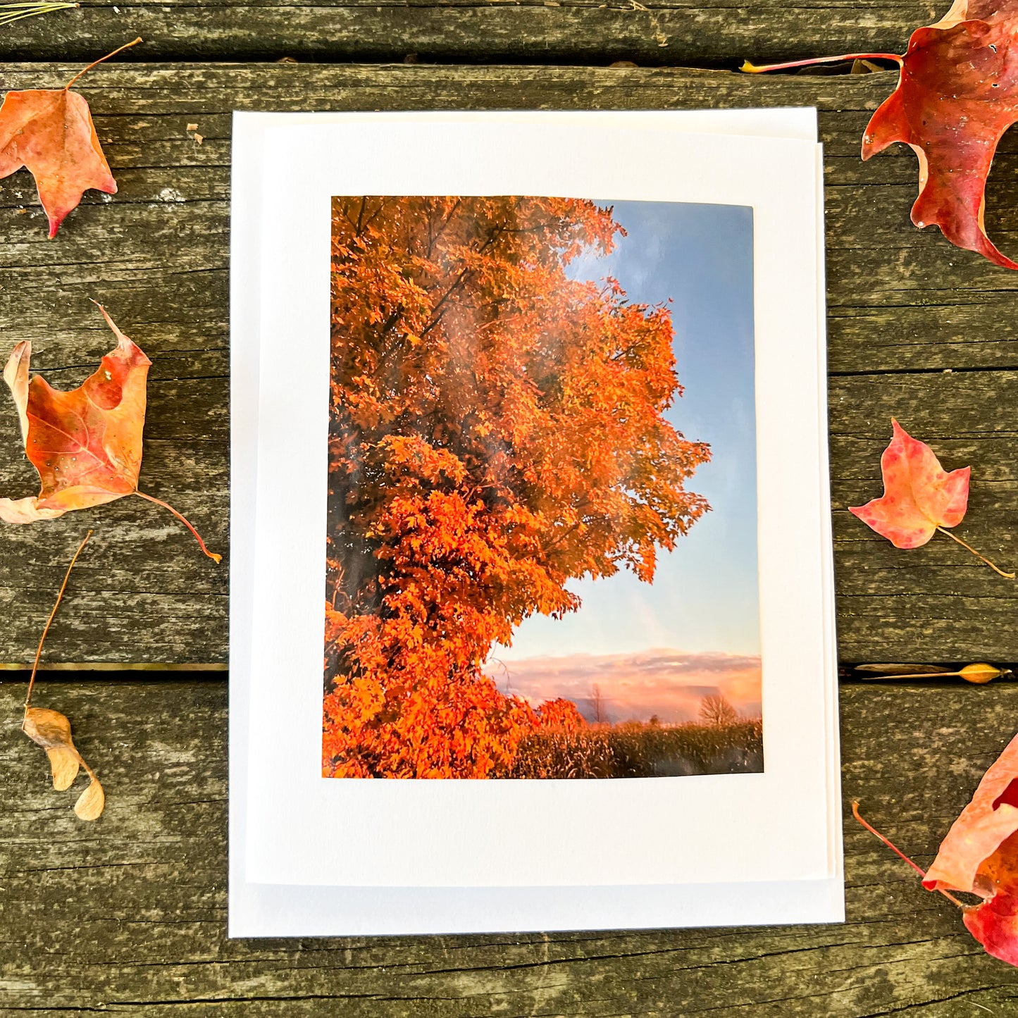 Orange Maple Note Card - Blank Photography Card - Fall Greeting Card - Maple Card - Blank Note Card