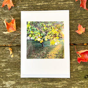 Quince Tree Note Card - Blank Photography Card - Fall Greeting Card - Quince Tree Card - Blank Note Card
