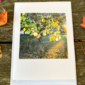 Quince Tree Note Card - Blank Photography Card - Fall Greeting Card - Quince Tree Card - Blank Note Card