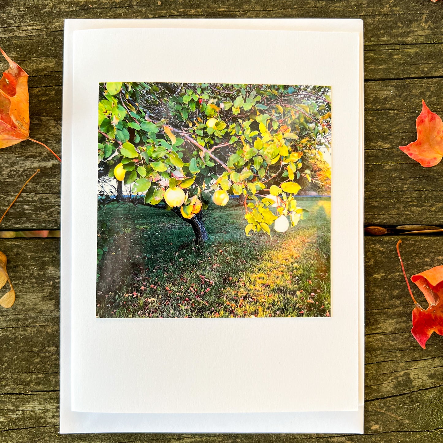 Quince Tree Note Card - Blank Photography Card - Fall Greeting Card - Quince Tree Card - Blank Note Card