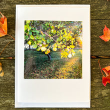 Load image into Gallery viewer, Quince Tree Note Card - Blank Photography Card - Fall Greeting Card - Quince Tree Card - Blank Note Card
