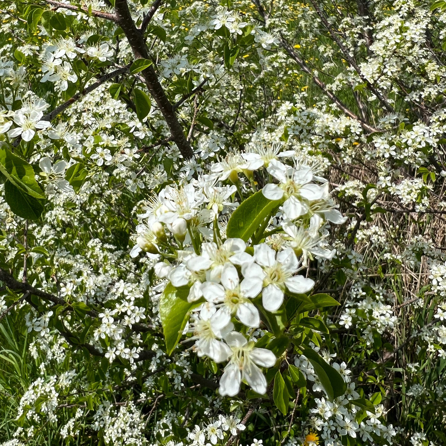 Cherry Blossom Flower Essence - Cherry Blossom Flower Remedy