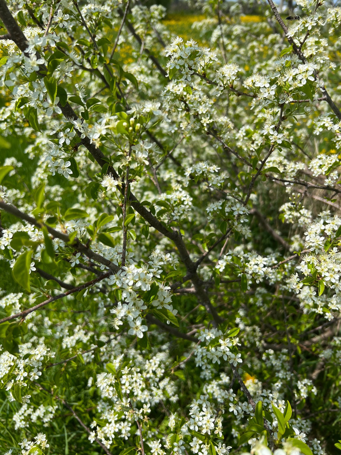 Cherry Blossom Flower Essence - Cherry Blossom Flower Remedy