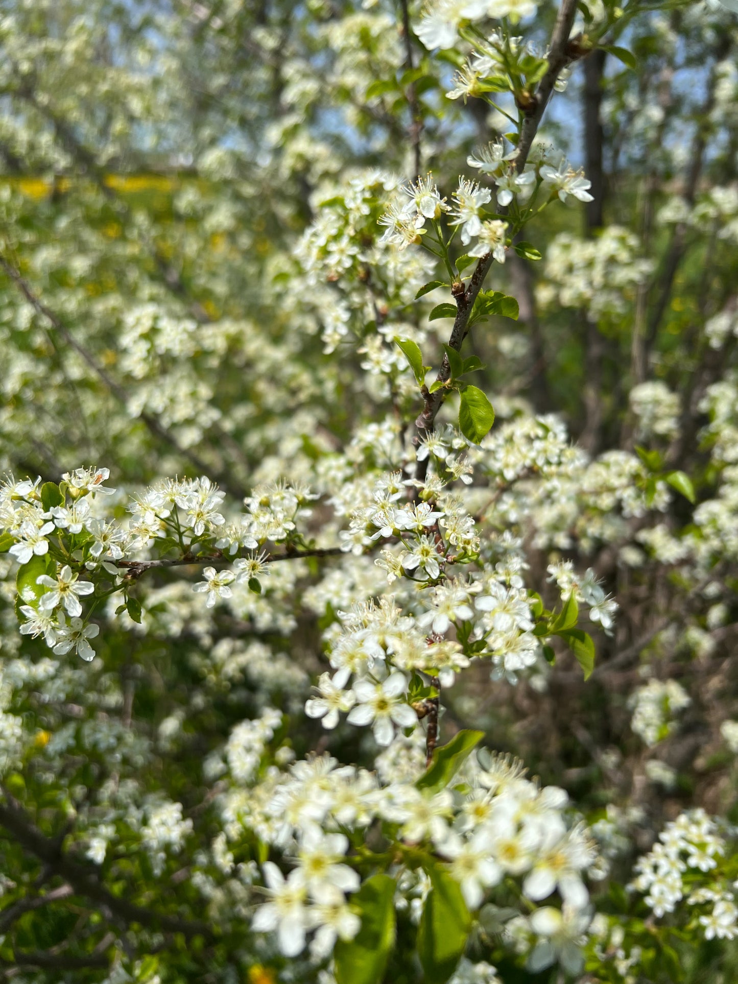 Cherry Blossom Flower Essence - Cherry Blossom Flower Remedy