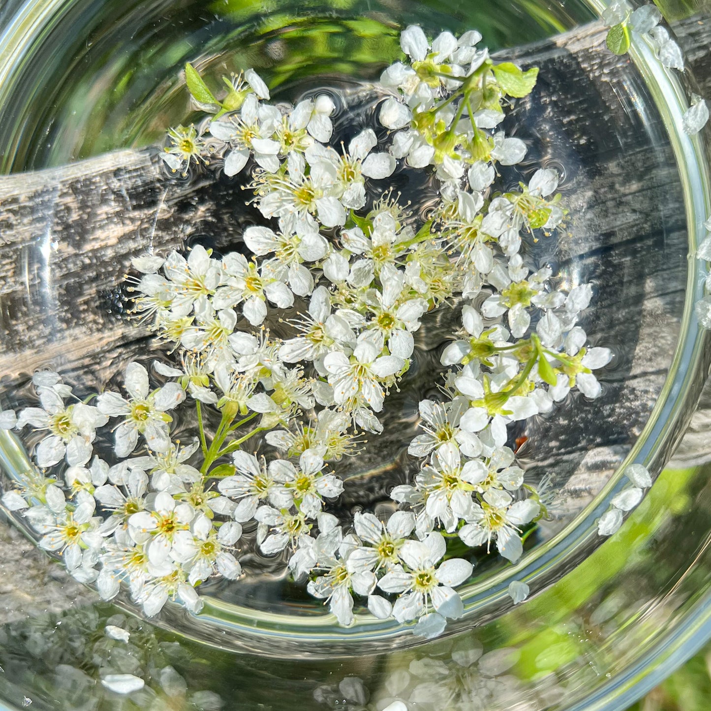 Cherry Blossom Flower Essence - Cherry Blossom Flower Remedy