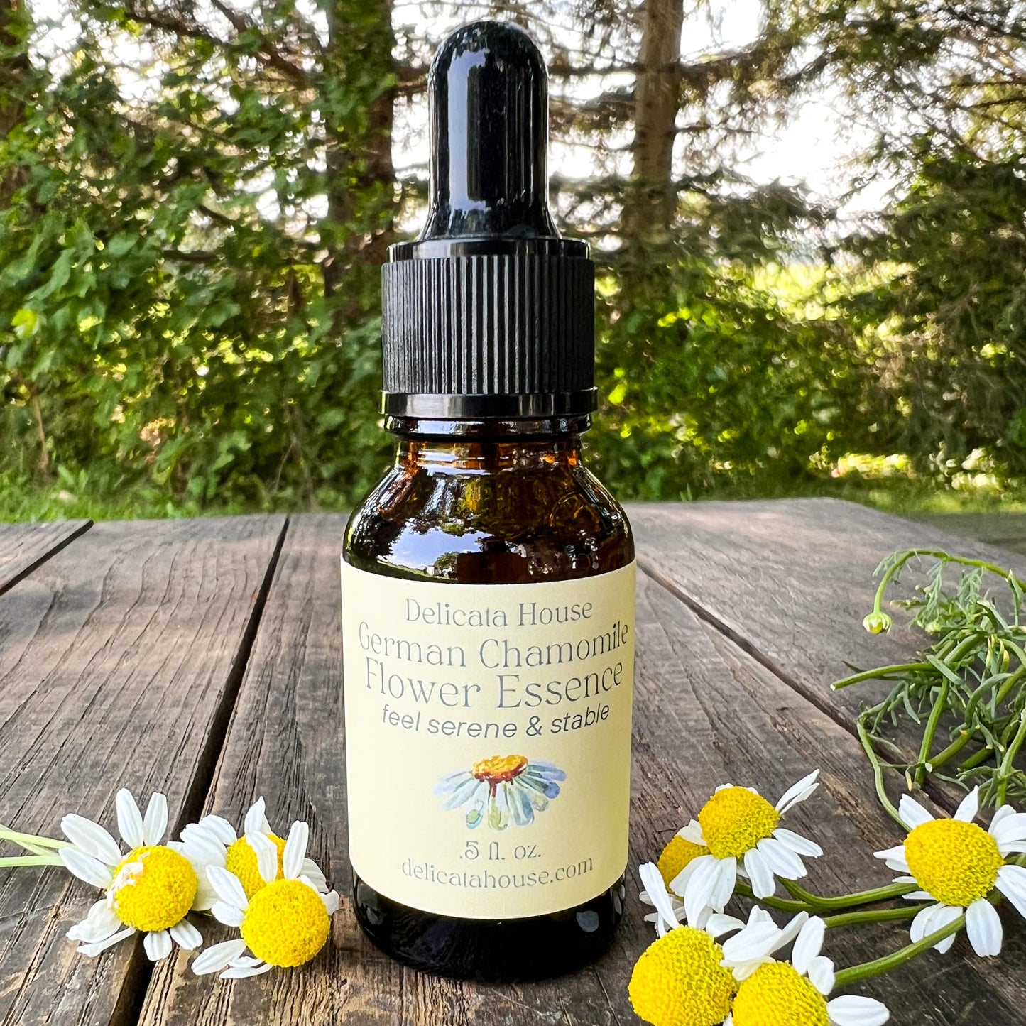 German Chamomile Flower Essence - Flower Essence for Serenity and Stability