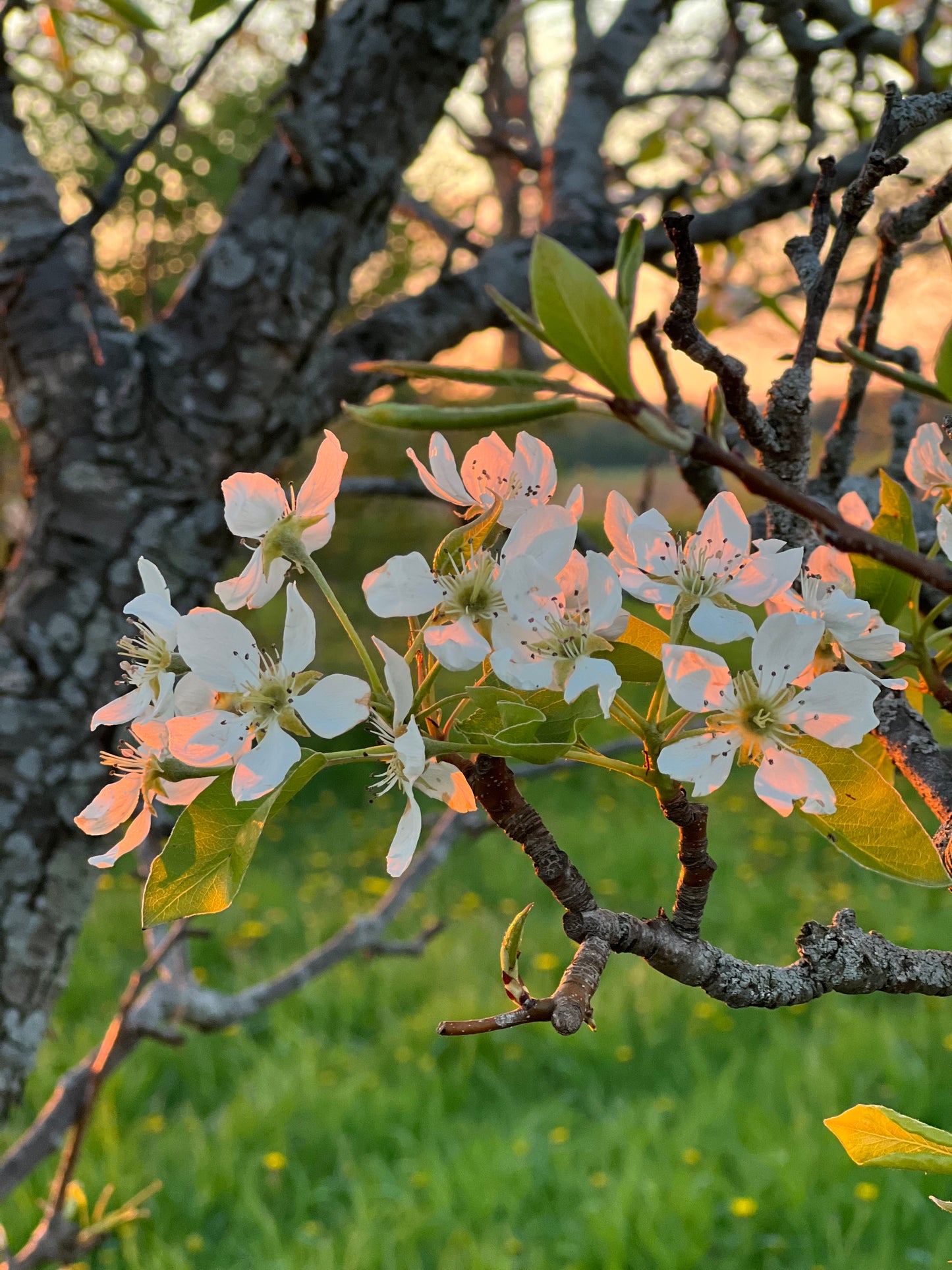 Pear Blossom Flower Essence - Pear Blossom Flower Remedy