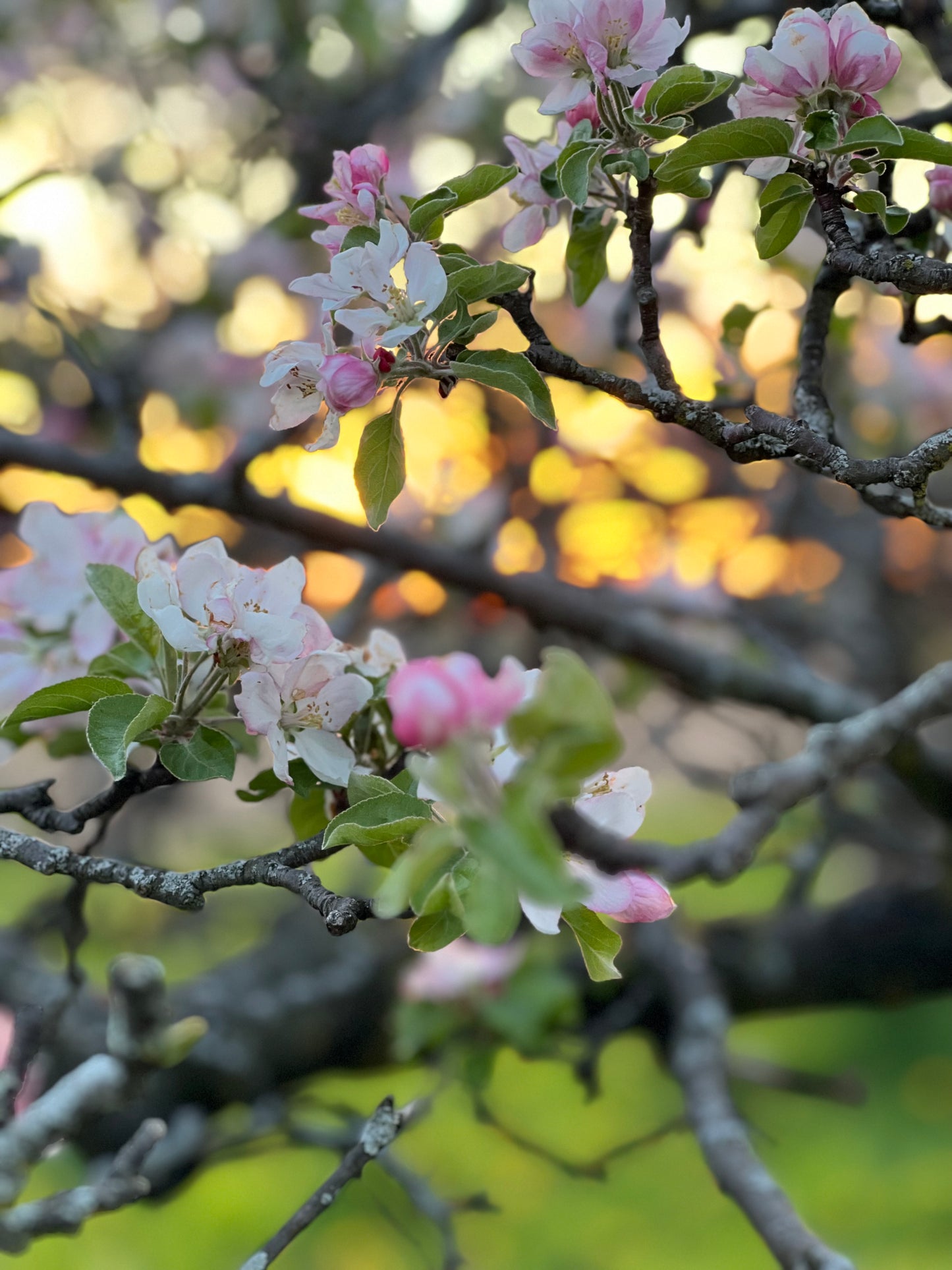 Apple Blossom Flower Essence - Apple Blossom Flower Remedy