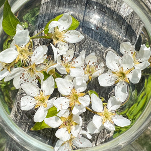 Pear Blossom Flower Essence - Pear Blossom Flower Remedy