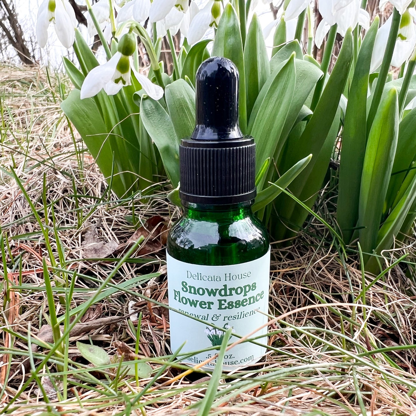 Snowdrops Flower Essence - Snowdrops Flower Remedy - Flower Medicine Gift