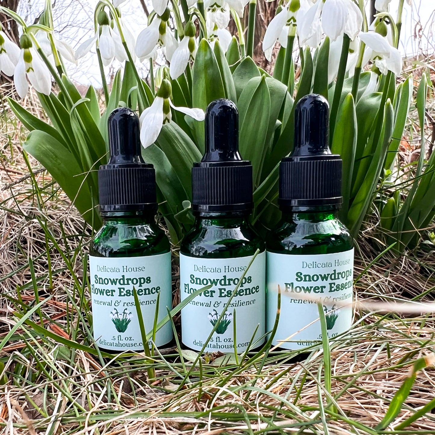 Snowdrops Flower Essence - Snowdrops Flower Remedy - Flower Medicine Gift