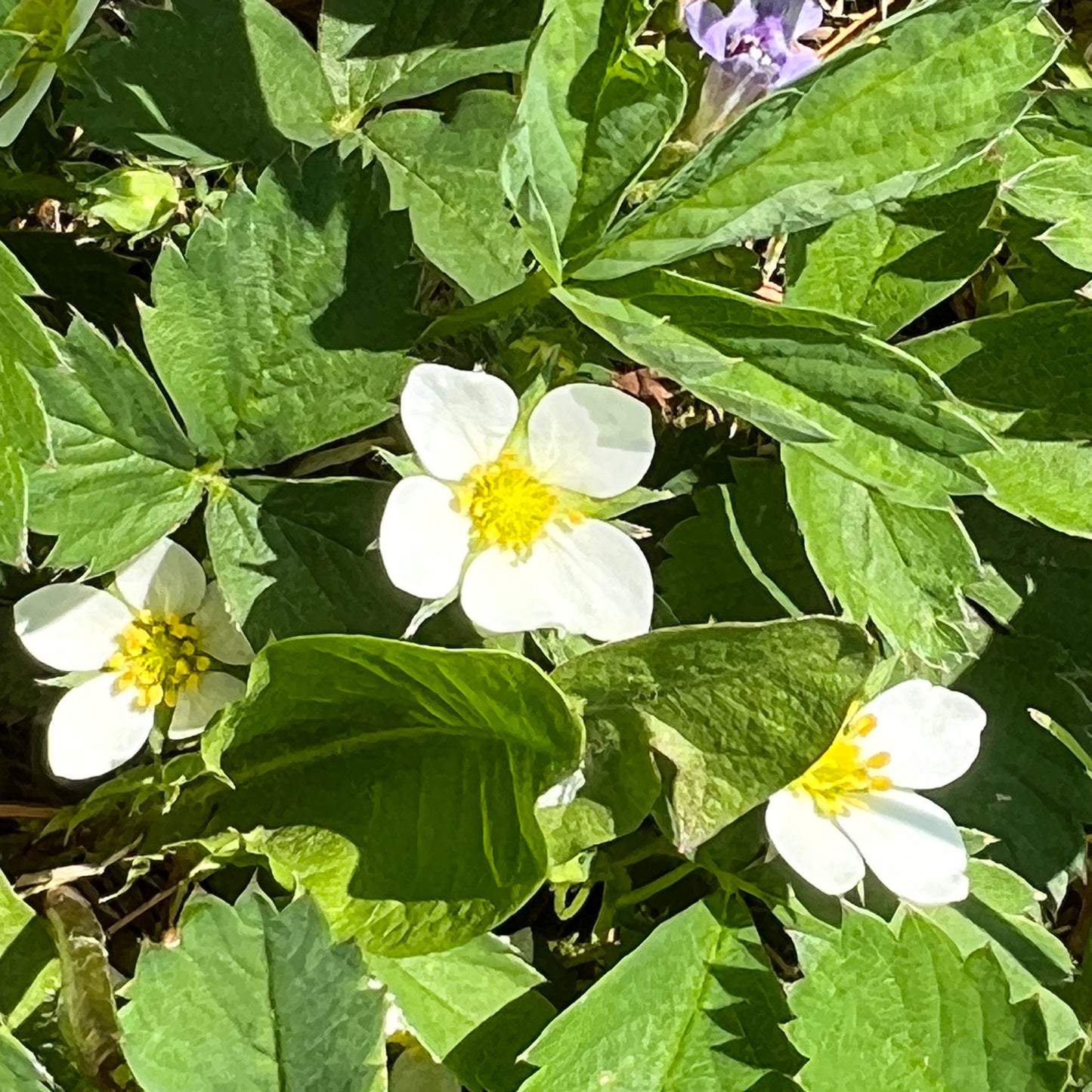 Wild Strawberry Flower Essence - Wild Strawberry Flower Remedy