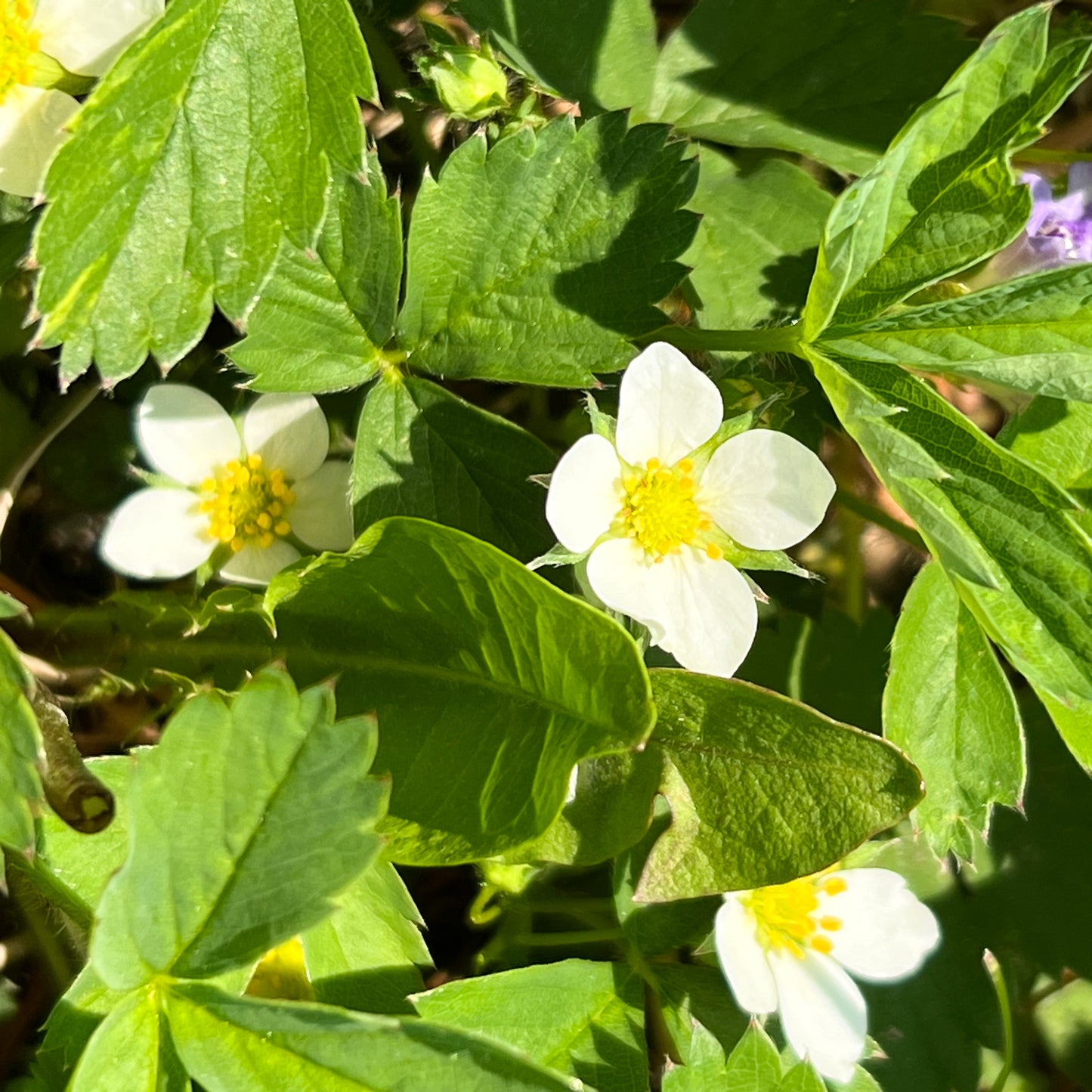 Wild Strawberry Flower Essence - Wild Strawberry Flower Remedy