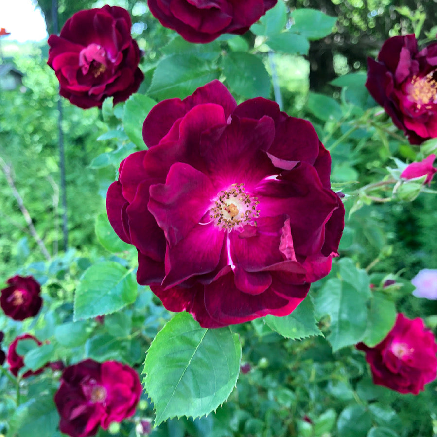 Flower Essence - Rose Flower Essence - Rose Flower Remedy - 4th Chakra Support - Heart Chakra Support - Rose Flower Elixir - Flower Essence