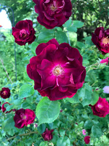 Flower Essence - Rose Flower Essence - Rose Flower Remedy - 4th Chakra Support - Heart Chakra Support - Rose Flower Elixir - Flower Essence