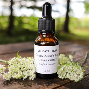 Flower Essences - Queen Anne's Lace Flower Essence - Flower Essence for insight and harmony